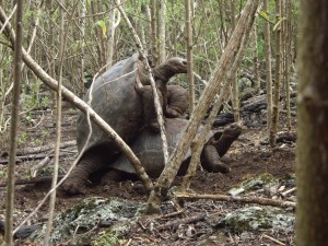 Korpulierende Schildkröten Floreana