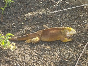 Landleguan Galapagos