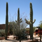 Old Tucson Studios Saguaros
