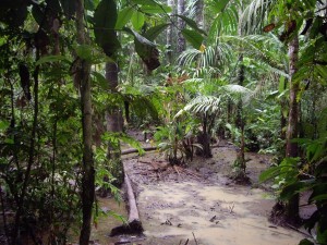 Sumpfstück Cuyabeno Nationalpark