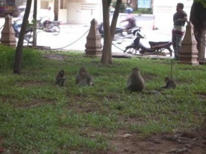 Eine Gruppe von Affen am Wat Phnom in Phnom Penh