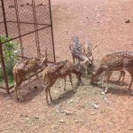 Damwild auf dem Gelände des Hill Palace