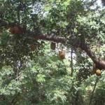 Jackfrucht im Hill Palace in Thripunithura