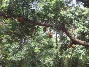 Jackfruchtbäume im Garten des Hill Palace in Thripunitura, Kerala