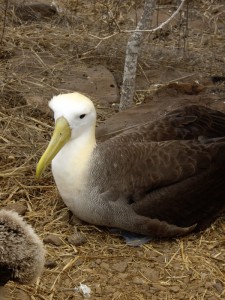Galapagos Albatross Española