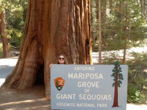 Mariposa Grove of Giant Sequoias