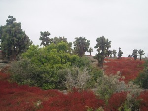 Plaza Süd Galapagos