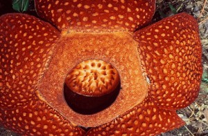 Sumatra Reise Rafflesia 