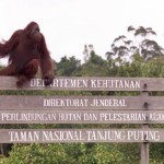 Eine Reise nach Borneo: Unterwegs im Rückzugsgebiet der letzten Orang Utans