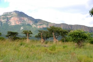 Drakensberge in Südafrika