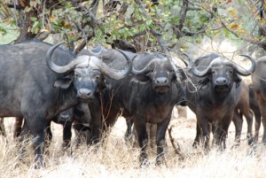 Krüger Nationalpark- Südafrika -Büffelherde