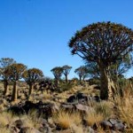 Namibia Selbstfahrerreise – Etosha, Kalahari, Namib, Damaraland und das Waterberg Plateau