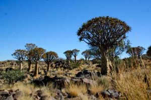 Köcherbaumwald Namibia Kalahari Wueste