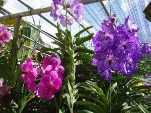 Orchideenfarm Chiang Mai Thailand
