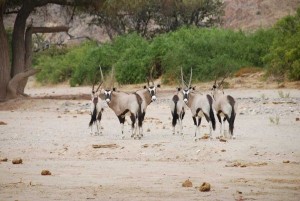 etosha nationalpark namibia