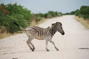 selbstahrertour etosha pfanne