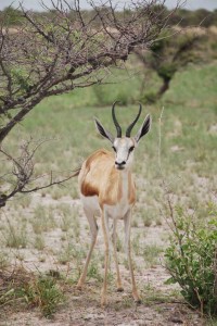 Waterberg, Brandbergmassiv, Springböcke