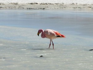 Zahlreiche Flamingos tummeln sich in der Laguna Honda