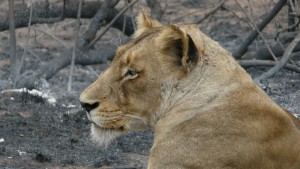 Löwin im Kruger Park