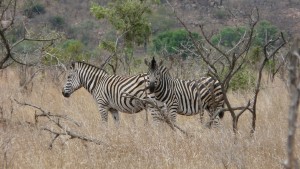 Zebras im Kruger Park