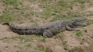 Krokodil am Malelane Tor