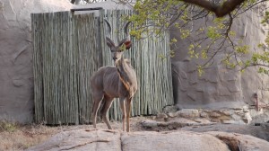 Kudu im Manyatta Rock Camp