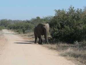 elefant selbstfahrer