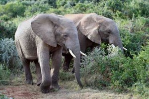elefanten kruegerpark sueda