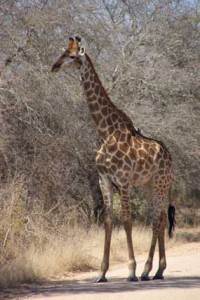 Giraffe Mietwagenreise