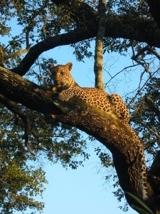 Leopard bei Pirschfahrt