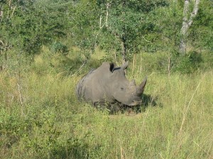 Nashorn_Sabi Sand