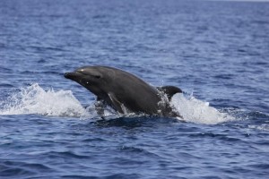 Delfin Pemba Island