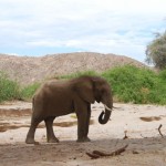 Namibia Kleingruppenreise vom Himba und Buschmann Land ins Okaukuejo Rastlager