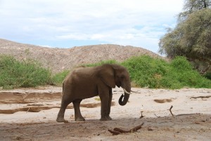Elefant Namibia Kleingruppenreise