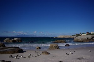 Kappinguine Kapregion Südafrika