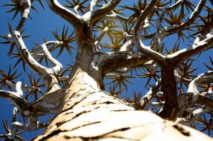 Köcherbaumwald Namibia
