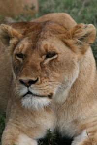 Löwe im Selous Wildreservat