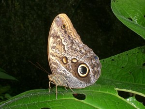 Schmetterling in La Quinta