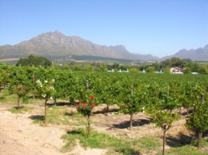 Weinbaugebiete Kapregion Südafrika