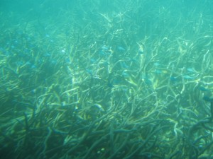 Unterwasseraufnahme von Fischen und Korallen am Great Barrier Reef
