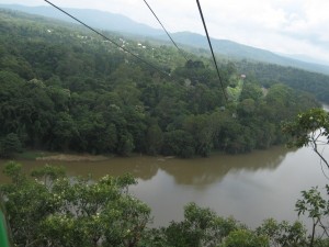 Sicht aus der Skyrail Gondel auf den autralischen Regenwald