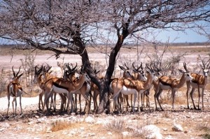 Botswana singlereise Tierherde