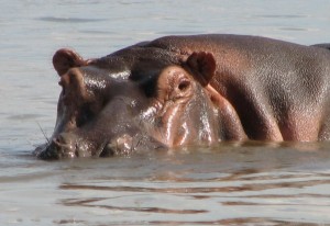 Nilpferd See Chamo