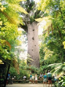 Waipona Kauri Baum