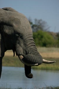Elefant im Chobe Nationalpark