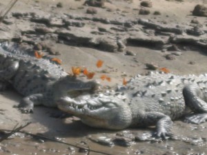 Krokodil in der Sumidero Schlucht