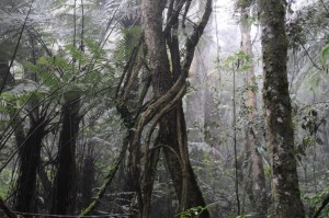 Baumfarne im Amboro Nationalpark