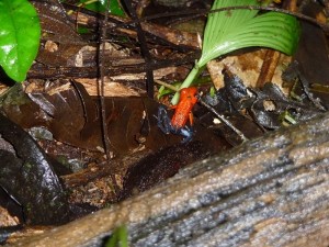 Pfeilgiftfrosch Tortuguero Nationalpark