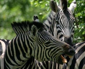 Zebras Okavango Delta