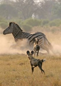 Wildhunde Botswana